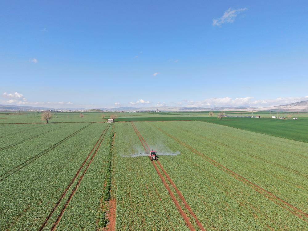 Araban sarımsağında hasat yaklaştı; beklenti 50 bin ton