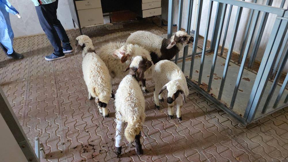 Depremde enkazdan kurtarılan yaralı kuzular tedavi ediliyor