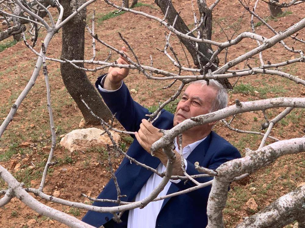 Yağışlar kuraklık endişesini bitirdi, fıstığa can suyu oldu