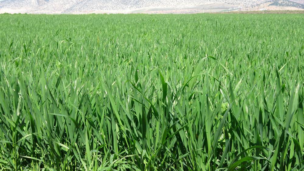 Araban'ın makarnalık sert buğdayında yüksek verim bekleniyor