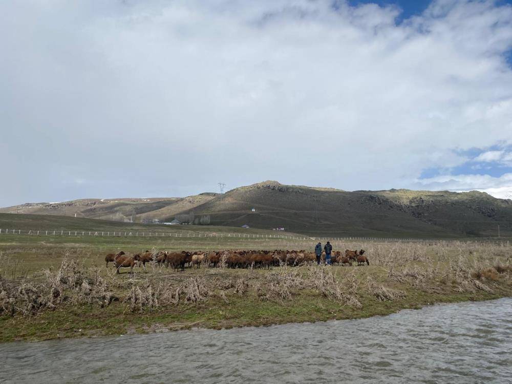 Ağrı'da sezonluk 120 bin liraya çoban aranıyor