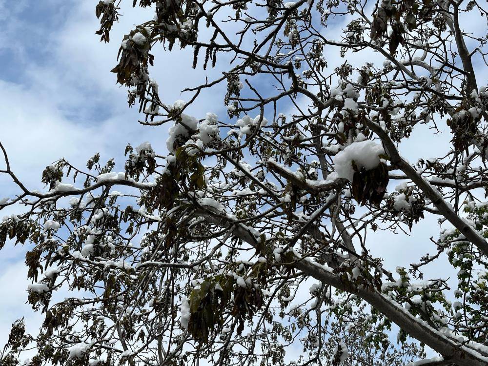 Meteoroloji'den zirai don uyarısı