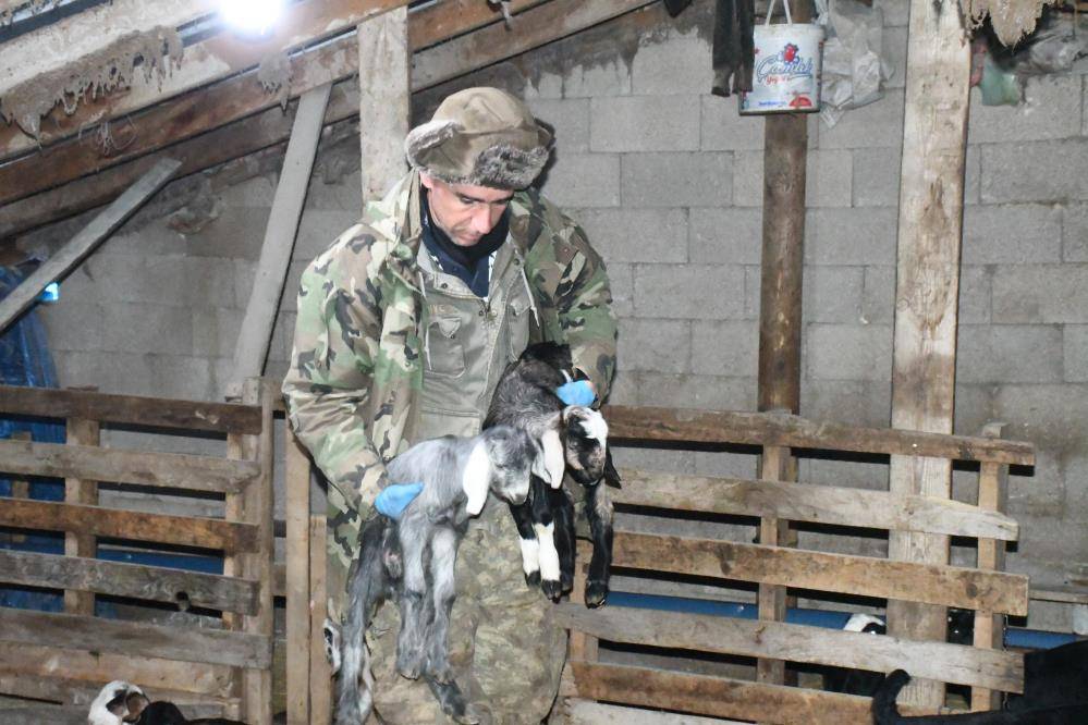 Keçi yetiştiricisi kireç sayesinde oğlak ölümlerini önledi