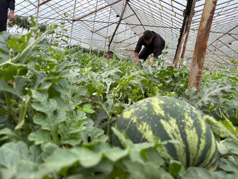 Antalya'da karpuz hasadı 15 Nisan'da başlıyor