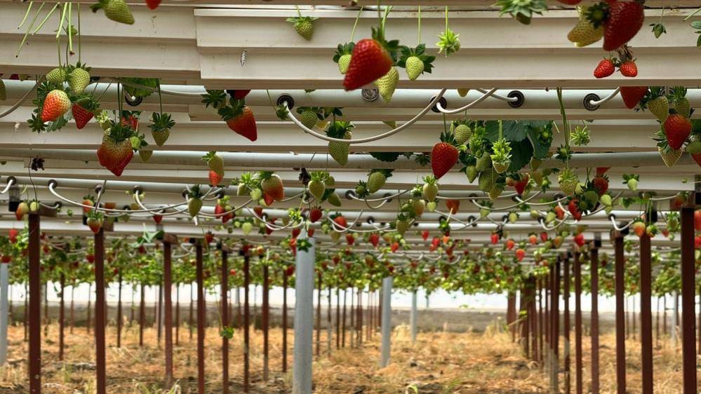 Almanya'da eğitim aldı; Antalya'da topraksız çileğe başladı