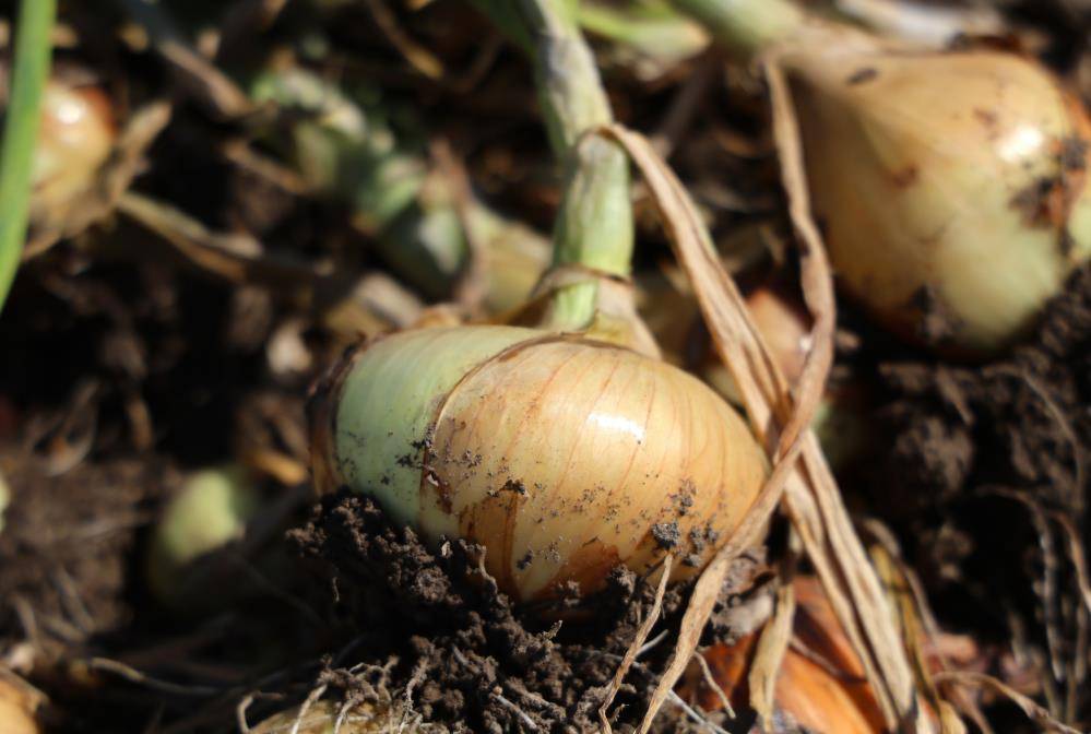 Turfanda soğan hasadı gecikmeli başladı; fiyat belirsiz