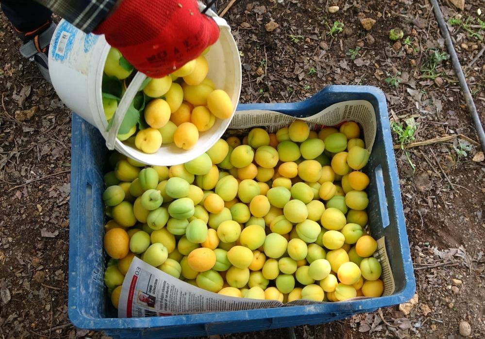Turfanda kayısıda hasat iki hafta gecikmeli başladı