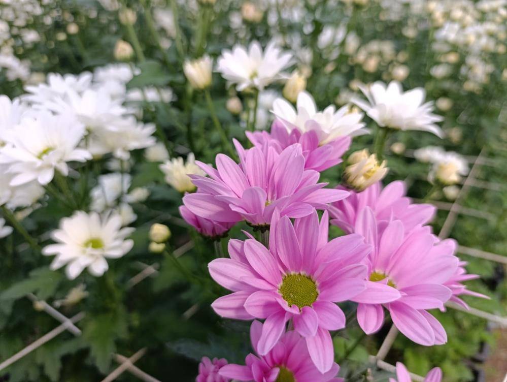 Simav'da üretilip Avrupa'nın çiçek merkezine ihraç edilecek