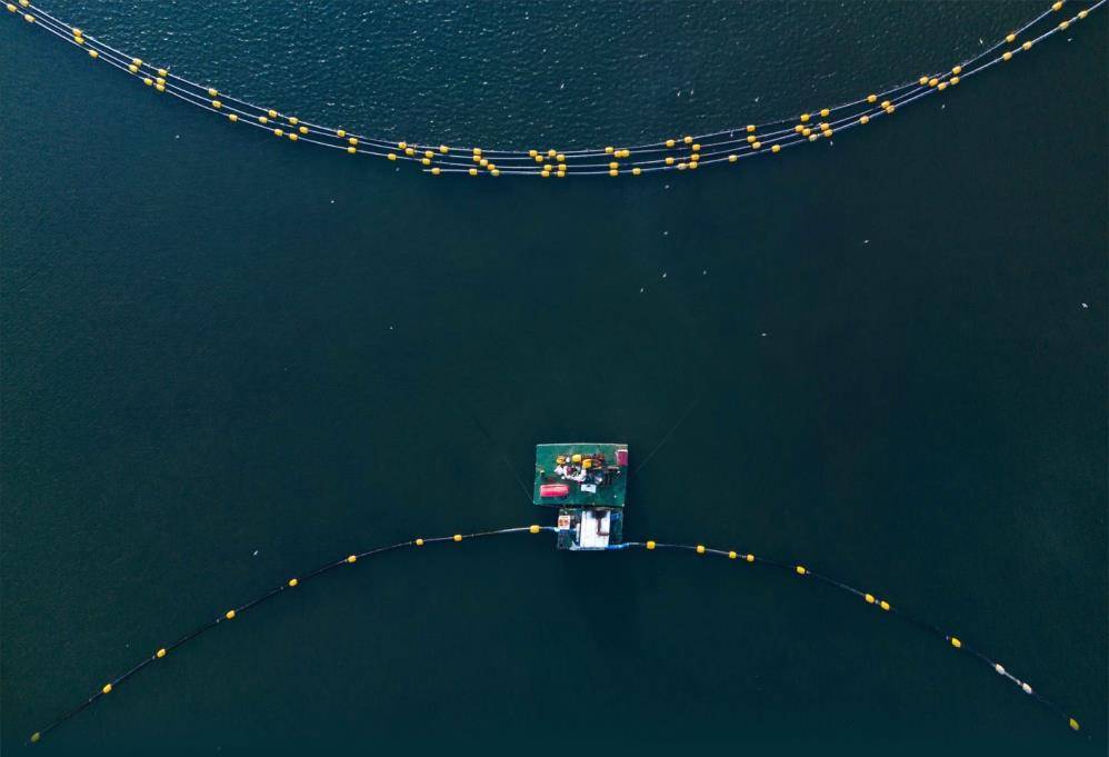 İzmit Körfezi'nde yunusların 