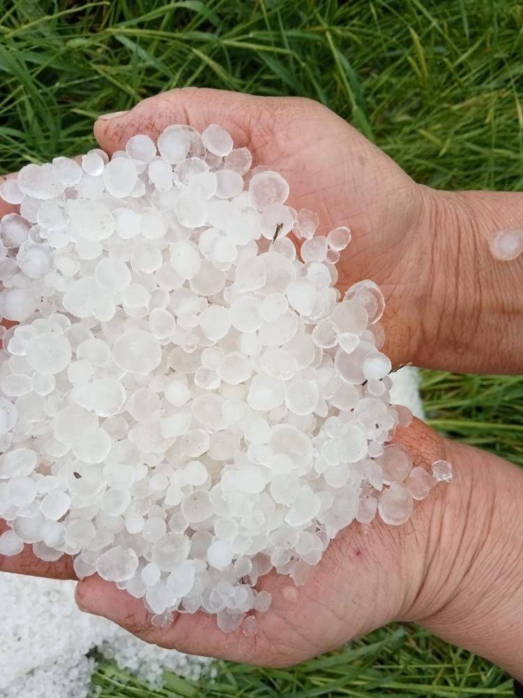Hatay'da dolu yağışı kayısı bahçelerini vurdu