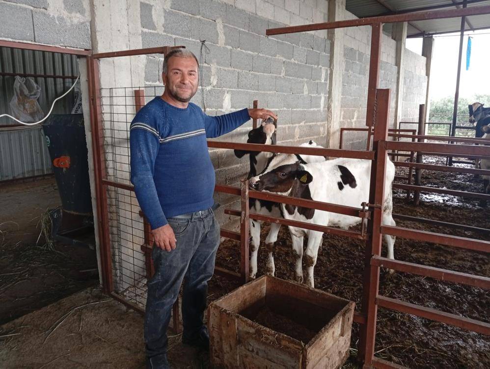 İnekleri ahıra çanak anten ve televizyon kurdu