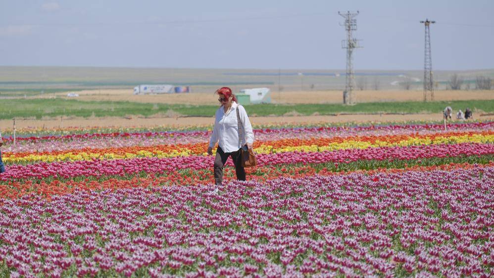 15 milyon lale dikildi 2 günde 30 bin kişi geldi