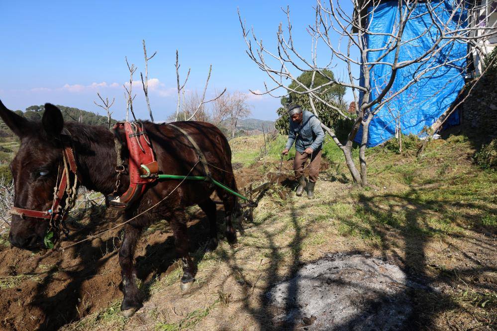 Yaşlı çiftçiler çapayla olmayınca bahçeyi hayvanla sürüyor