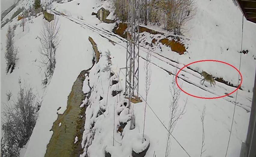 Tavşan hem hızı hem stratejisiyle kurtan kurtulmayı başardı