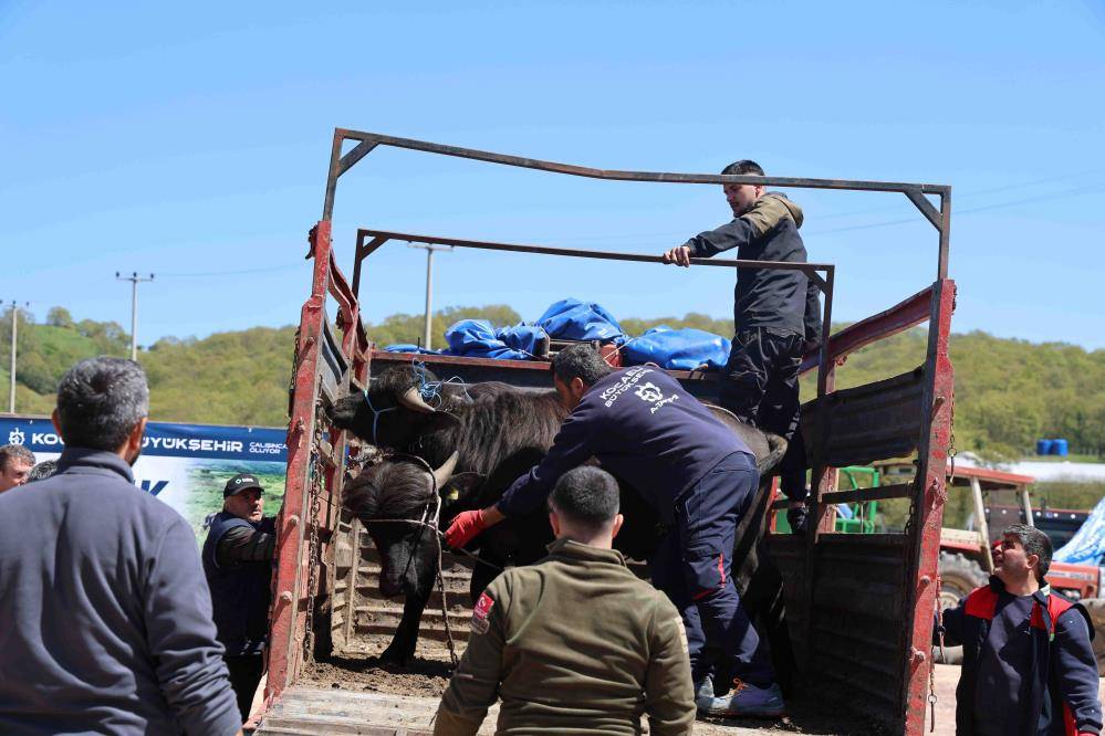 Kocaeli'de mandacılığa 3,4 milyon liralık destek