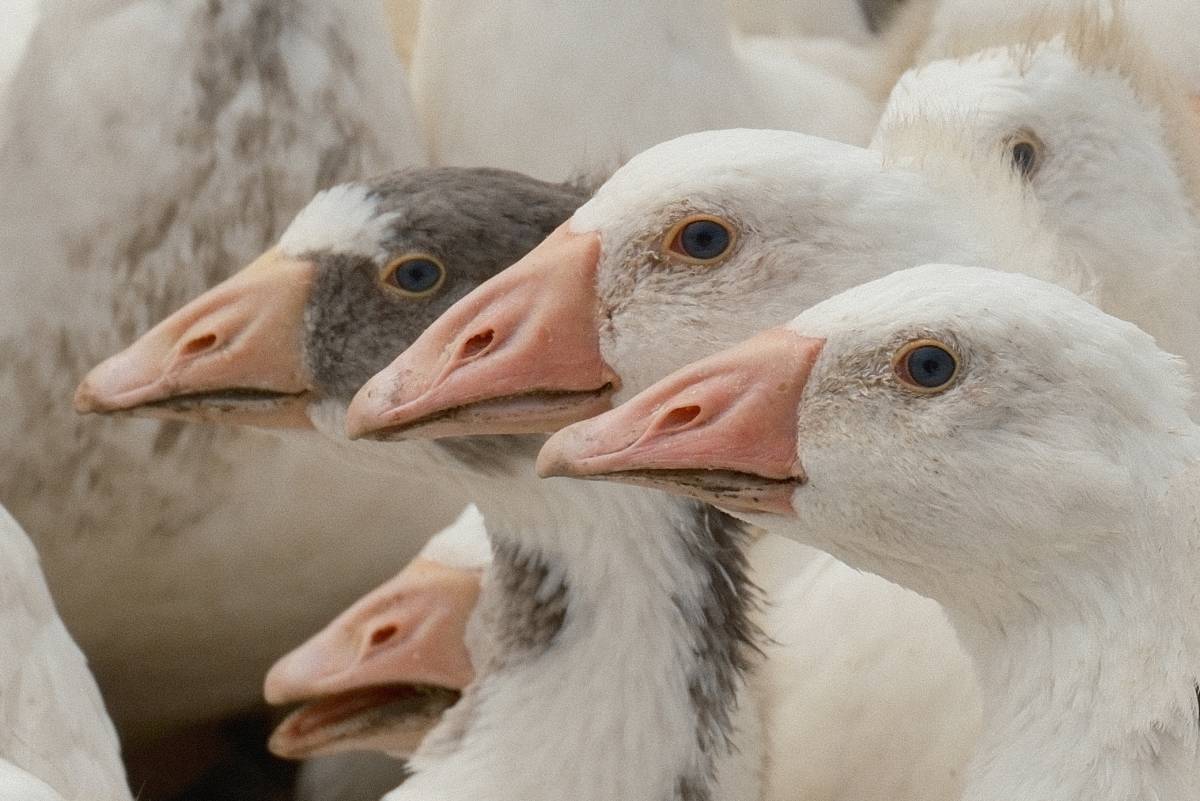 Baba Bandırmalı, anne Yozgatlı 