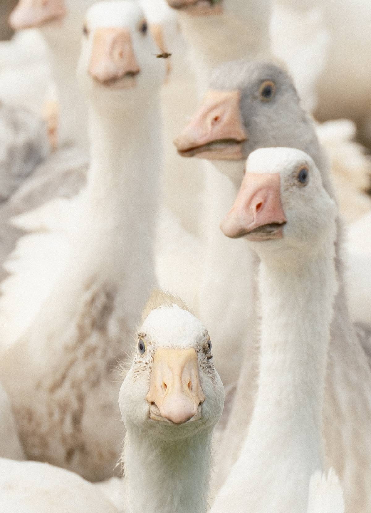 Baba Bandırmalı, anne Yozgatlı 