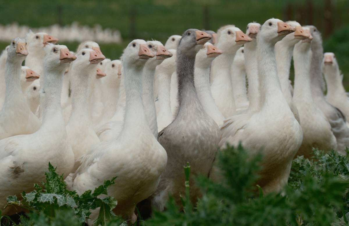 Baba Bandırmalı, anne Yozgatlı 