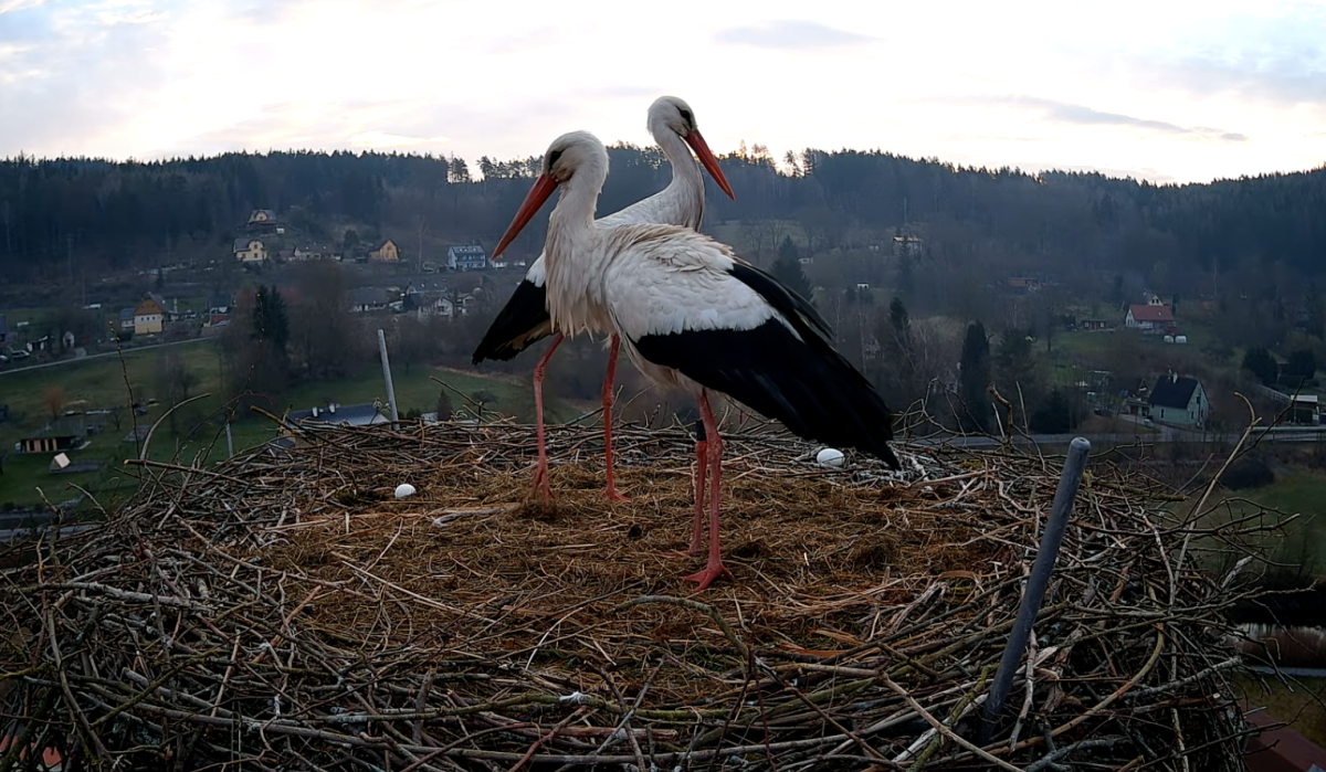 Leylek yuvasında eski ve yeni eş kavgası çıktı, erkek izledi