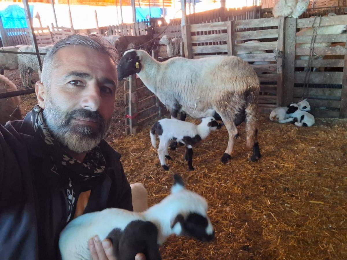 İle de France ile sakız çiftleşti; verimi şaşırttı