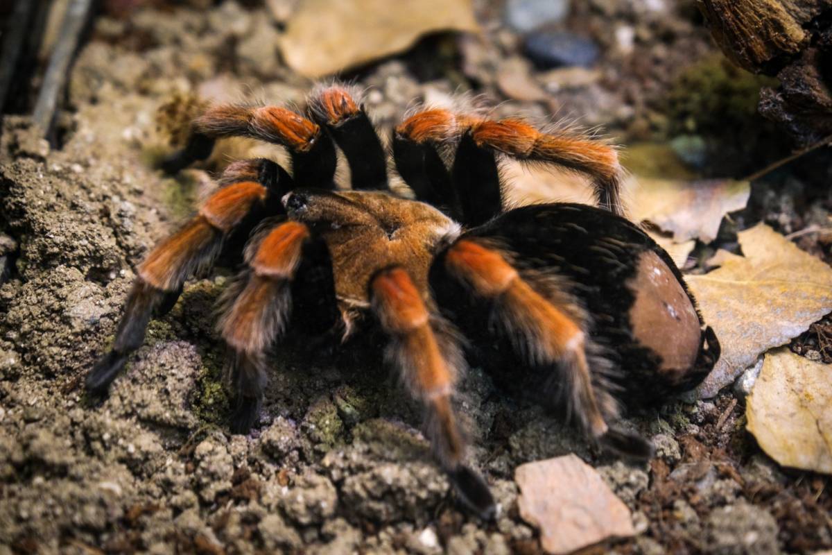 Eskişehir Hayvanat Bahçesine 30 yeni tür dahil oldu