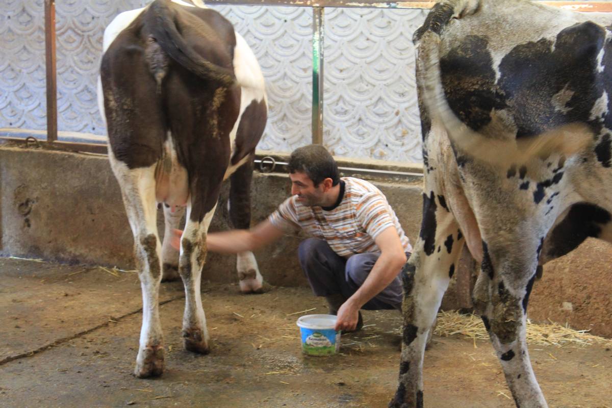 Mazot fiyatındaki artış çiğ süt maliyetini de etkiledi