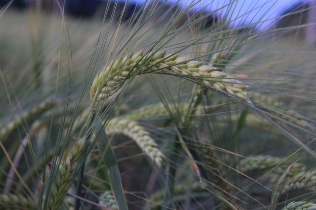 Dünya tahıl üretiminde bir ilk yaşanacak