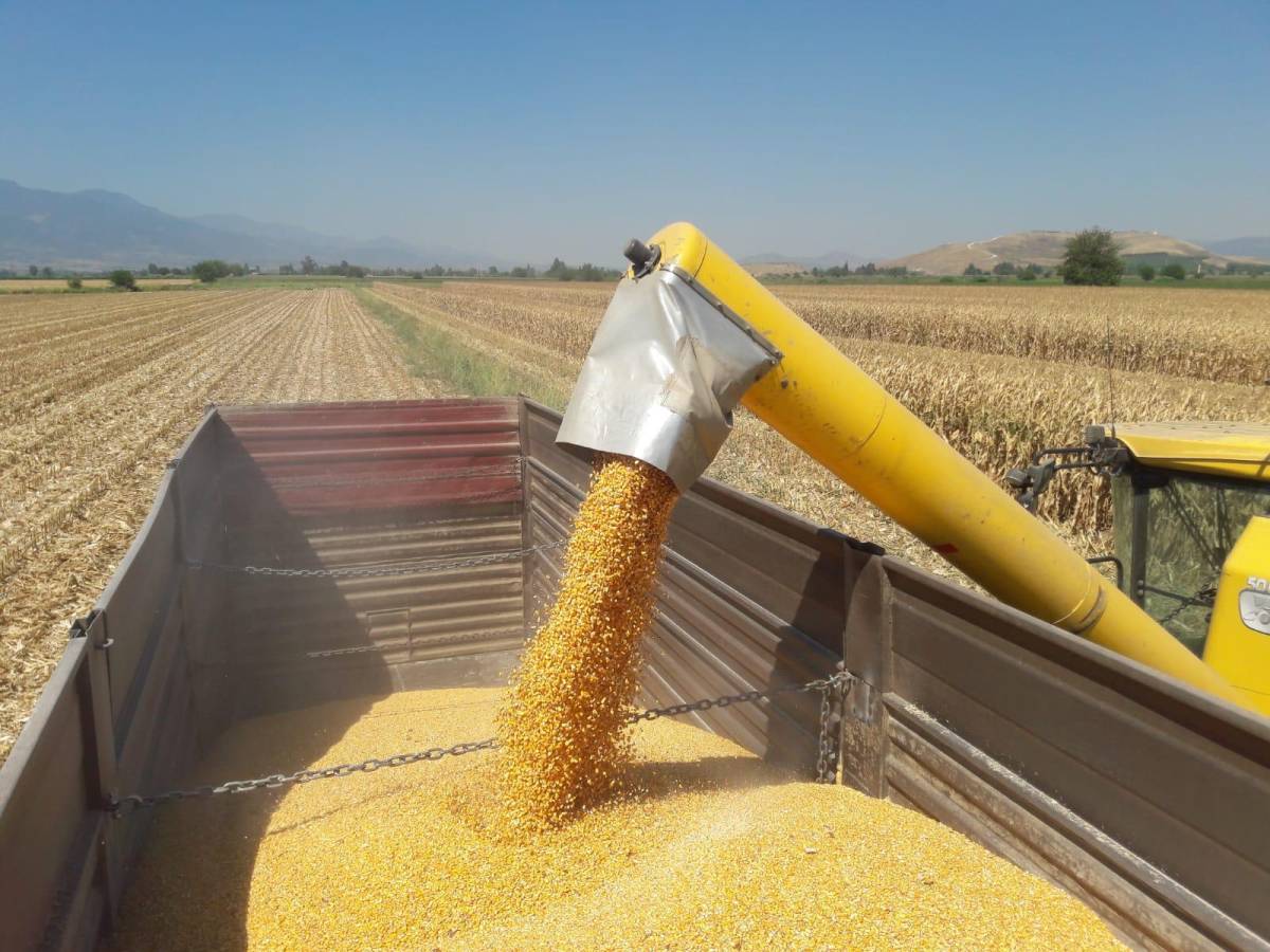 Mısırda ithalatındaki düzenlemeye tepkiler