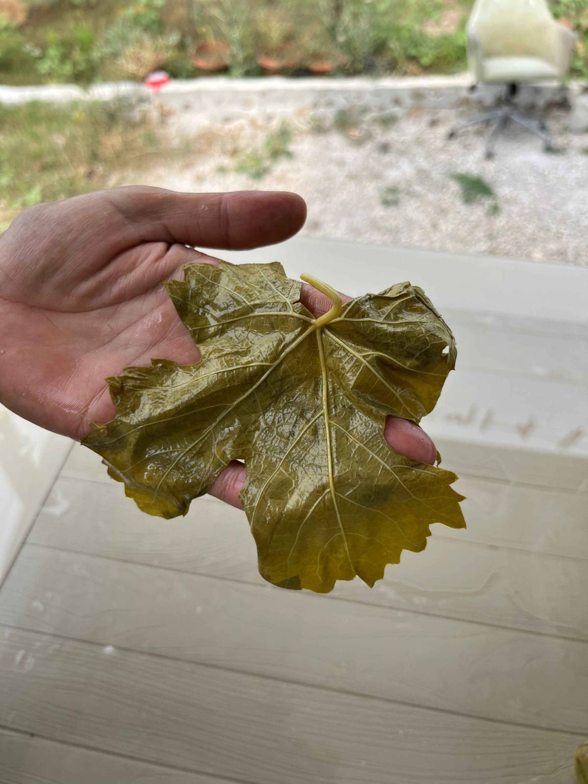 Meşhur asma yaprağını ilaçsız üretip her yere gönderiyor
