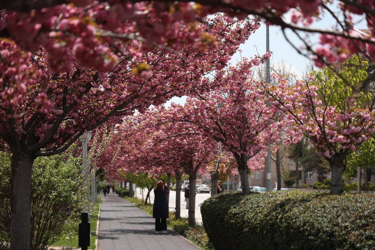 Konya'da Japon esintisi: Sakura ağaçları çiçek açtı