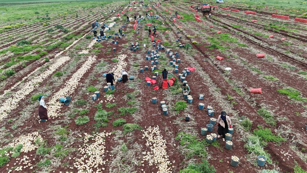Yağışlar kuru soğanı çürüttü üretici fiyatı yüzde 109 arttı