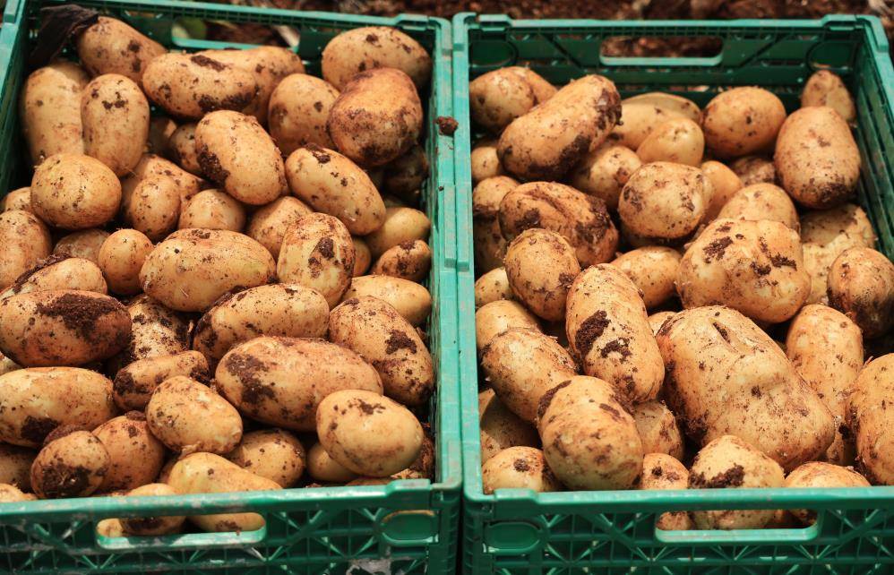 Patates tarlada yağışlardan çürüdü; depodakiler risk altında