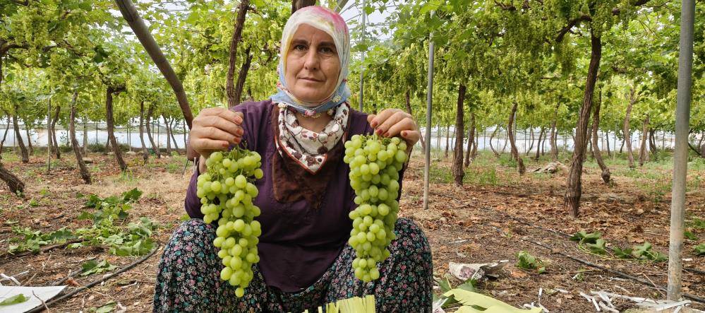 Sezonun ilk üzümü kilosu 600 liradan yurt dışına satıldı