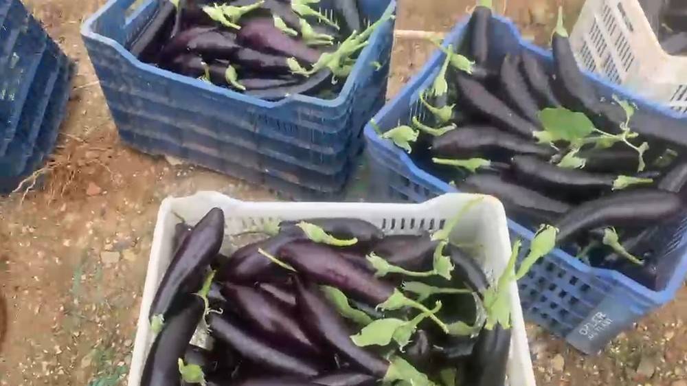 Üretici fiyatı yüzde 65 düştü çöp olacağına ücretsiz dağıttı