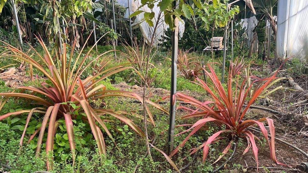 Yerli ananas yolda: Deneme üretimi başarıyla sürüyor