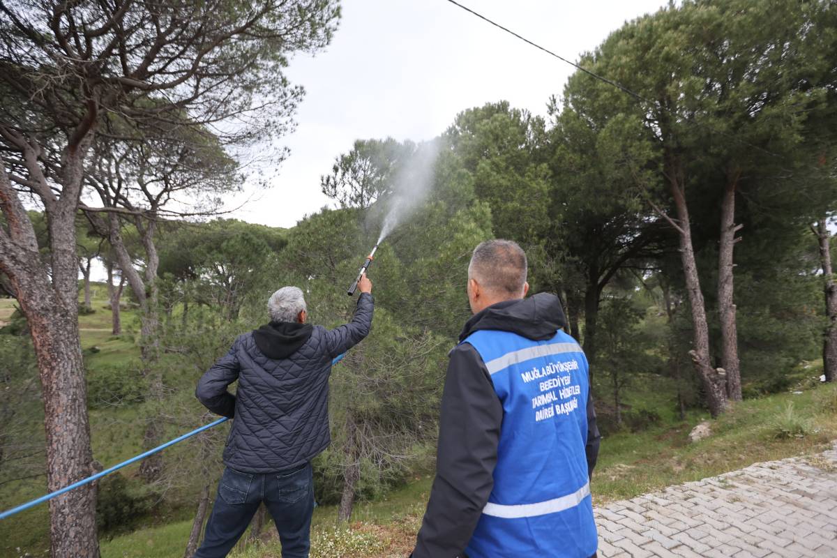 Çam fıstığı zararlısına karşı 
